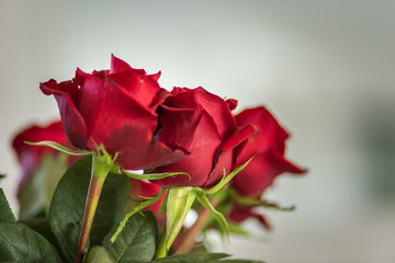 Close up shot of the beautiful red roses