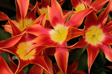 Beautiful orange tulips. Flower bed close-up. Floral background. Summer garden landscape design.