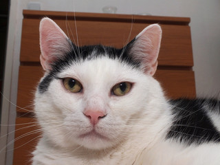 Weiss schwarze katze 