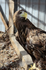 Portrait of an eagle with a broken eye, a symbol of a blind predator.