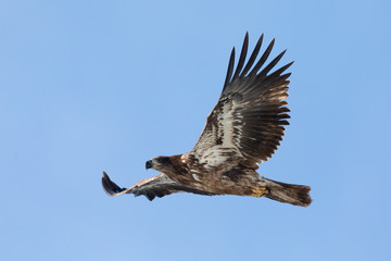 Young Bald Eagle Flying