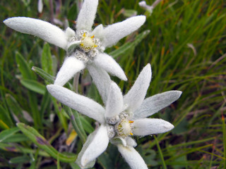Edelweiss close up on natural environment