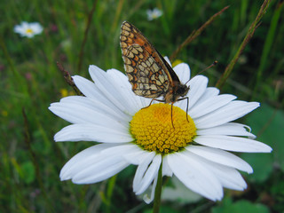 close up of butterfly sitting on white flower with blured nature background