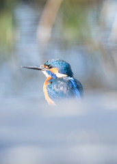 Eisvogel am Wasser, Kingfisher 
