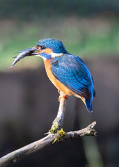 Eisvogel mit Fisch, Kingfisher 
