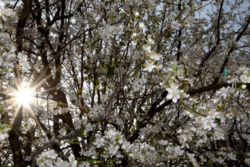 Spring, trees bloom lushly with white flowers. Beautiful white flowers on the branches, the sun peeks through the branches, its rays are visible among the white flowers.