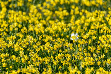 Isolated tall white daffodil in a field of yellow daffodils