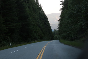 Empty Road into Natural Forest