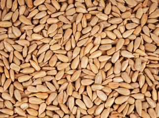 Sunflower seeds background
