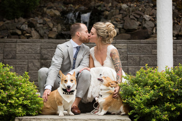 Wedding couple kissing with corgi pets