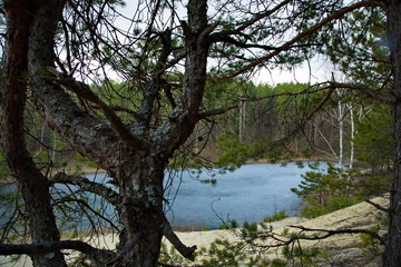 Forest lake in a pine forest in Central Russia.