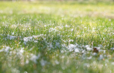 Early spring grass after snowfall, green grass covered with snow in march