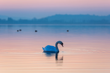 Swan on Lake Constance (Bodensee) at sunset; Radolfzell; Bodensee