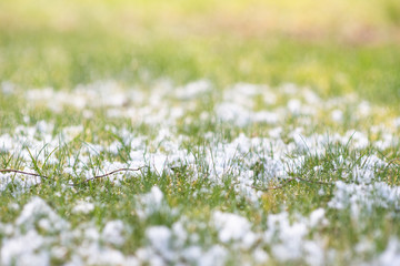 Obraz na płótnie Canvas Early spring grass after snowfall, green grass covered with snow in march