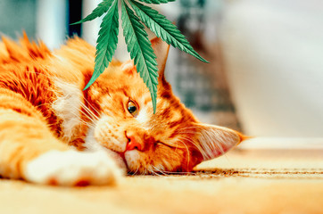 Concept of animal feed, vitamins with CBD oil and cannabis. Cute red kitten with a smile sleeps,...