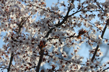 Blooming cherry tree on a background of blue sky. Spring sunny background with flowers