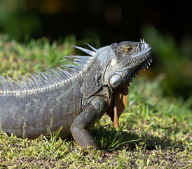 Male gray iguana with a yellow-orange eye is standing on dried green grass against a blurred dark background.