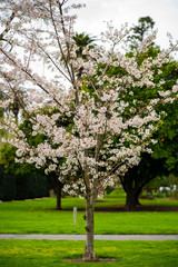Fototapeta premium blooming apple tree in spring