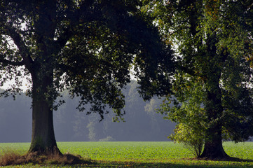 Fototapeta na wymiar Lichtung, Bäume, Landschaft, Natur