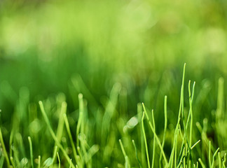 Fototapeta na wymiar Green fresh grass spring background.