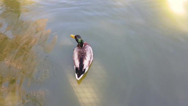 Mallard duck swimming at the Zoological Garden in Rabat