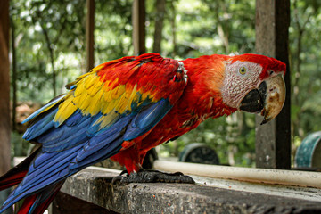 Macaw Bird In Honduras
