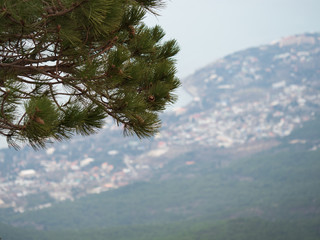 Mountains blurred background. Pine branch in the foreground.