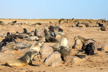  Namibian Nature Reserve. Cape Cross