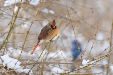 Northern Cardinal