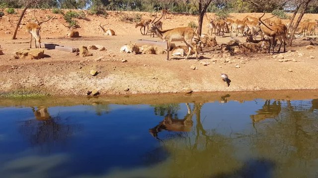 view of The lechwe antelopes at the zoo of Rabat, Morocco
