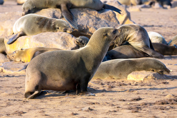 Obraz premium Colony of fur seals