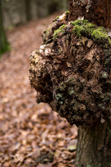  burr on a tree trunk