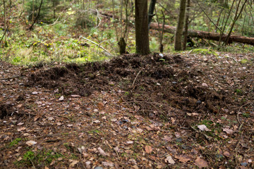 Fototapeta premium effects of burrowing made by wild boar