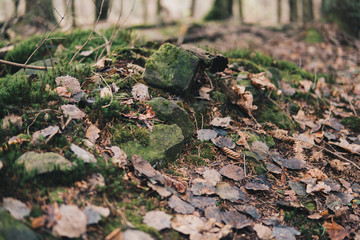 sandstones in a forest covered with moss