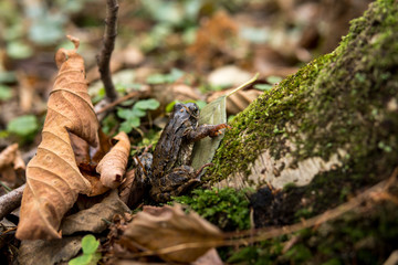 small frog sitting on a tree trunk