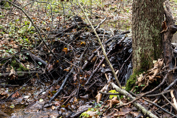 beaver dam on a small river
