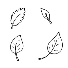hand-drawn vector illustration, element without background, leaves from a tree