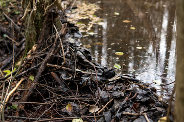 beaver dam on a small river