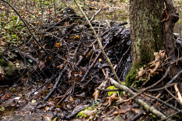 beaver dam on a small river