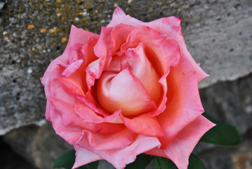 Pink flower on a green background of leaves in spring.
