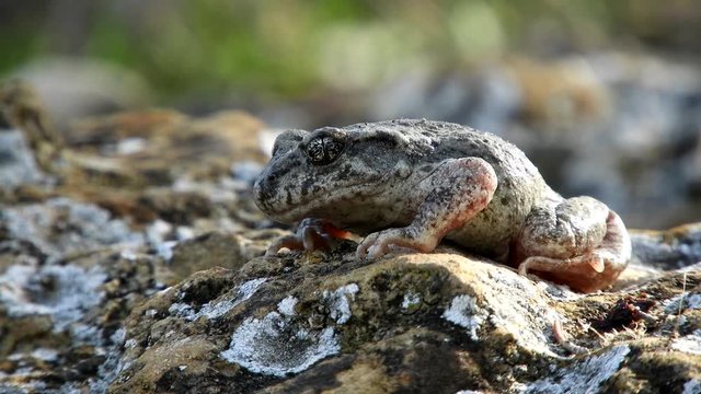 sapo partero b&eacute;tico anuro de la familia de Alytidae, h&aacute;bitat natural son bosques templados, charcas de agua dulce, lagunas intermitentes, pastizales, embalses