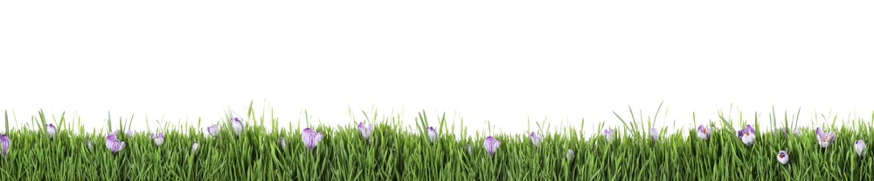 Fresh Green Grass And Flowers On White Background, Banner Design. Spring Season