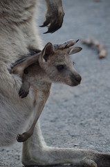 Fototapeta premium Kängeru