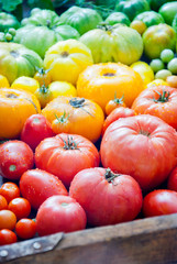 Fototapeta na wymiar Fresh organic red, yellow and green tomatoes rainbow 