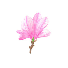 Illustration of isolated pink magnolia wild flowers in a watercolor hand drawn style simple pattern