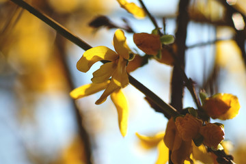 beautyful macro of forsythia flower moody
