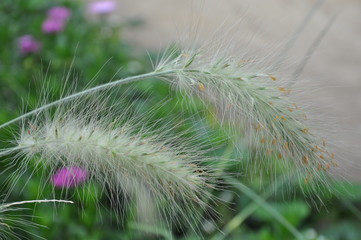 flower in grass