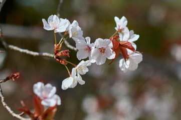 Cherry blossom Sakura flowers in spring in Japan