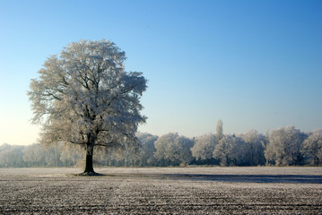 Winterlandschaft, Baum, Nebel, Schnee,Frost