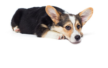 sad dog lies and looks, welsh corgi